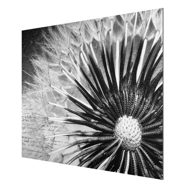 Nowoczesne obrazy Dandelion czarno-biały