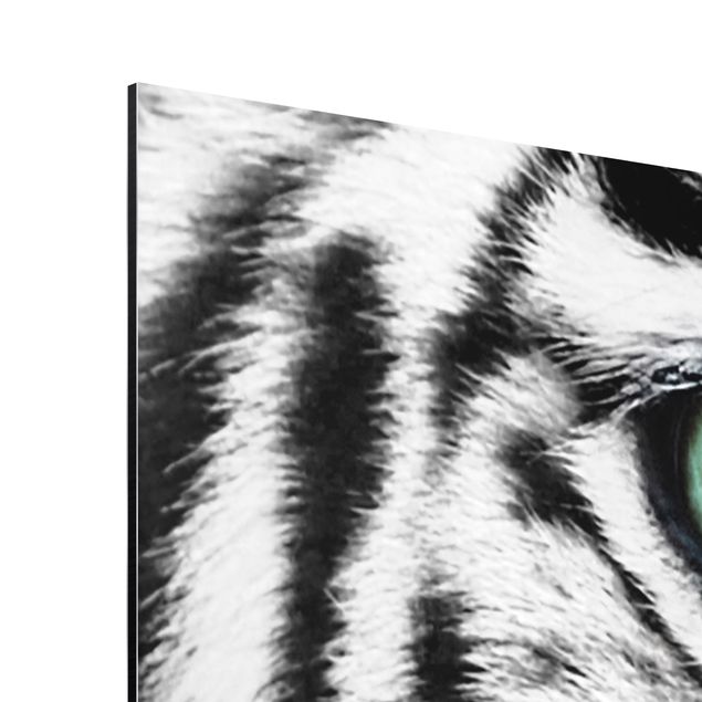 Obrazy tygrys Biały tygrys