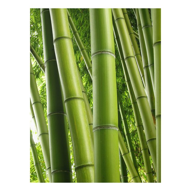 Nowoczesne obrazy do salonu Drzewa bambusowe Nr 1