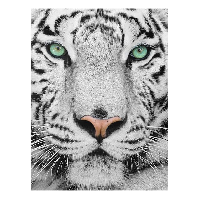 Obrazy do salonu nowoczesne Biały tygrys