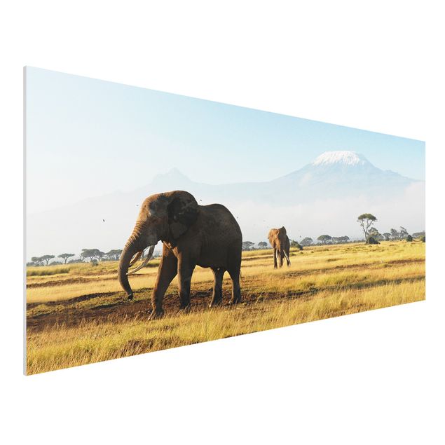 Słoń obraz Słonie na tle Kilimandżaro w Kenii