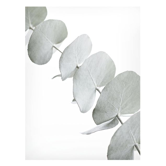 Obrazy do salonu nowoczesne Gałązka eukaliptusa w białym świetle