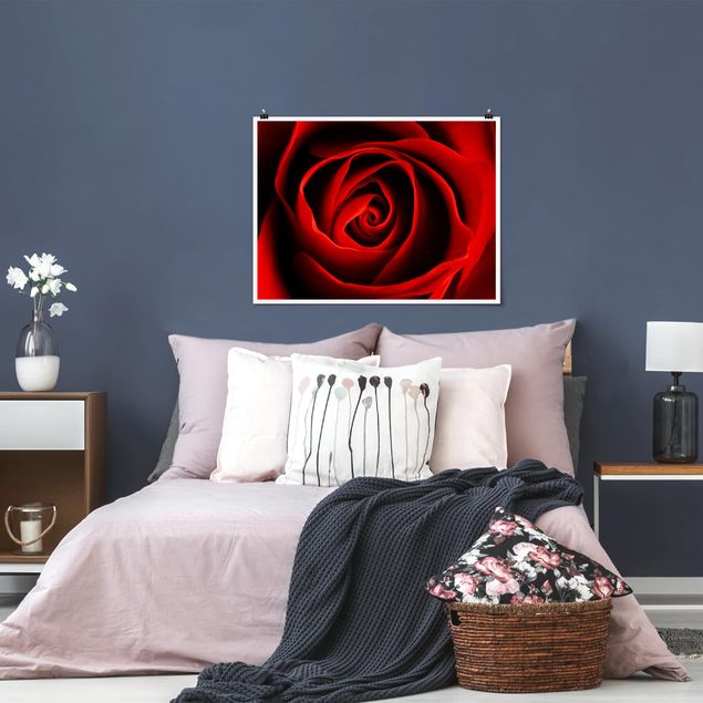 Obrazy nowoczesne Piękna róża