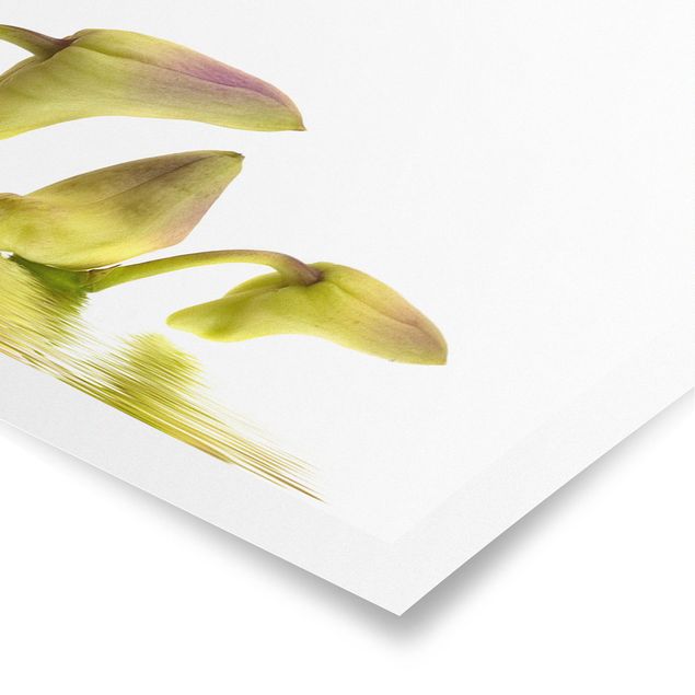 Obrazy z motywem kwiatowym Wody różowej orchidei