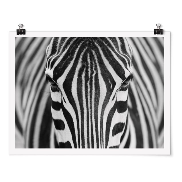 Zwierzęta obrazy Zebra Look