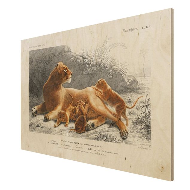 Obrazy drewniane Tablica edukacyjna w stylu vintage Lwica z młodymi lwiątkami