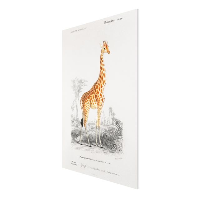 Obrazy ze zwierzętami Tablica edukacyjna w stylu vintage Tablica dydaktyczna w stylu vintage Żyrafa