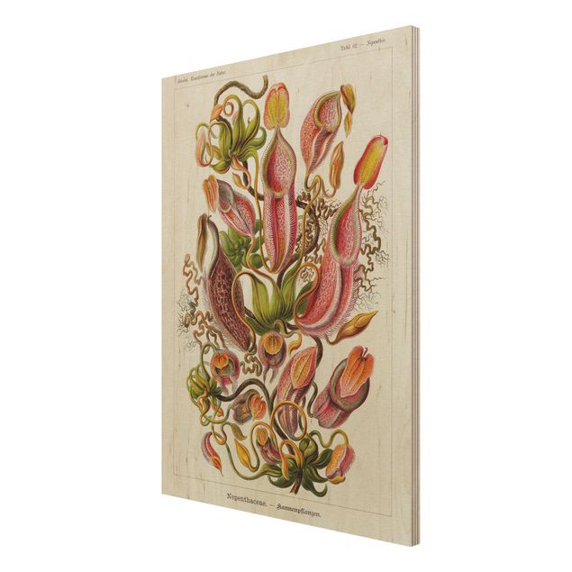 Obrazy na drewnie Tablica edukacyjna w stylu vintage Ilustracja roślin Czerwony Zielony
