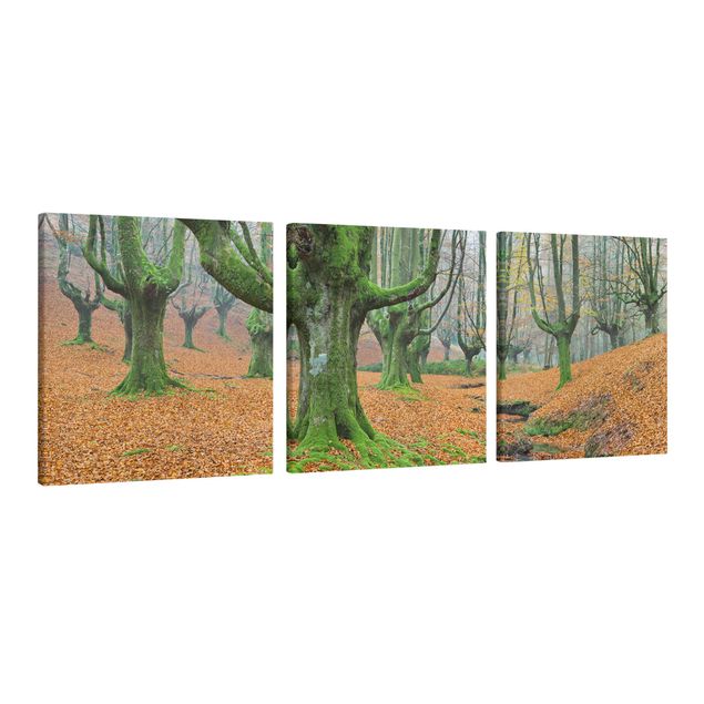 Obraz drzewo Las bukowy w parku przyrody Gorbea w Hiszpanii