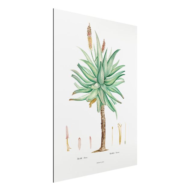 Dekoracja do kuchni Botanika Vintage Ilustracja Aloe