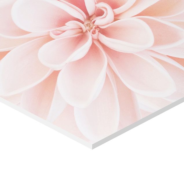 Obraz heksagonalny z Forex - Dahlia w pastelowym różu