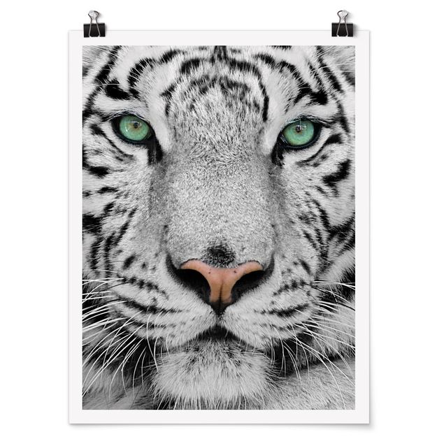 Zwierzęta obrazy Biały tygrys