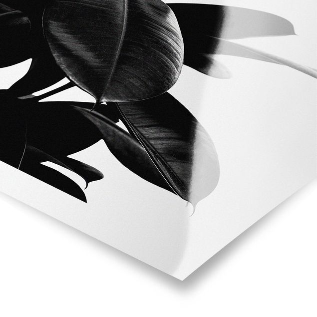 Obrazy Rubber Tree Leaves czarno-biały