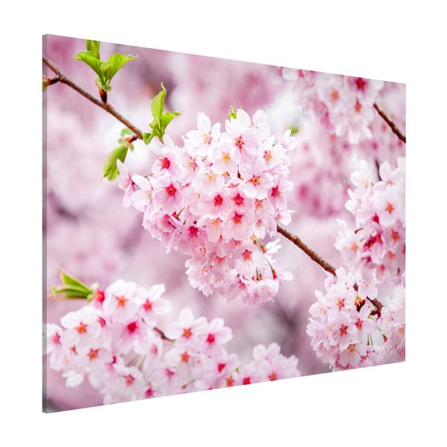 Obrazy Azja Japońskie kwiaty wiśni