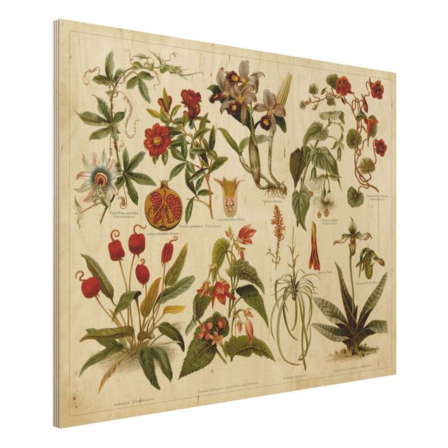 Obraz z drewna - Tablica edukacyjna w stylu vintage Botanika tropikalna II