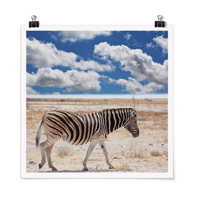 Obrazy nowoczesne Zebra na sawannie
