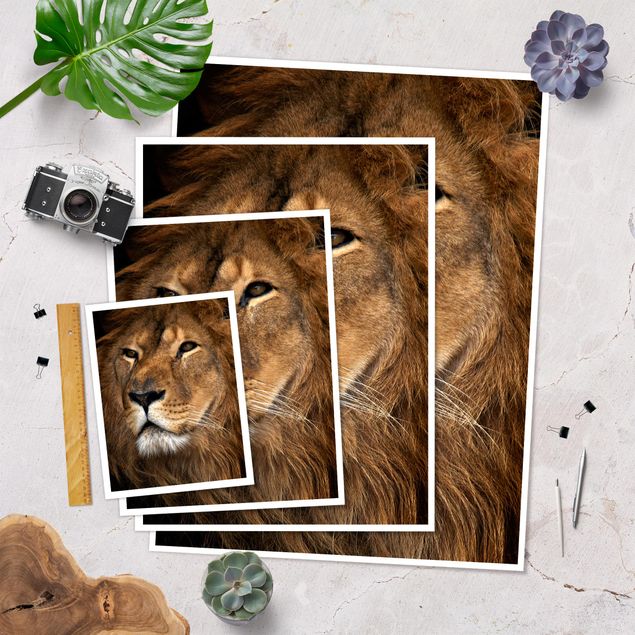 Plakaty zwierzęta Widok lwa