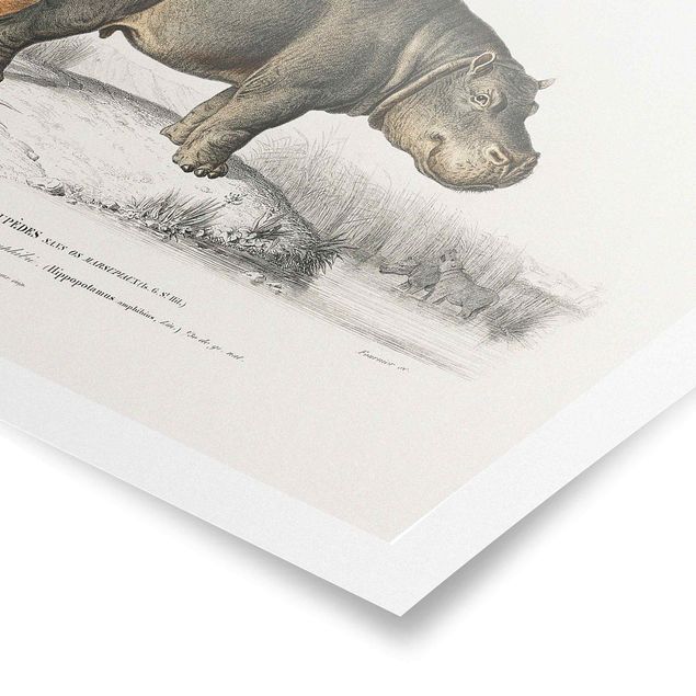 Obrazy ze zwierzętami Tablica edukacyjna w stylu vintage Hipopotam