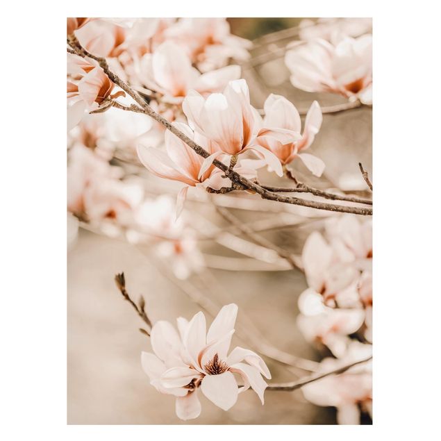 Obrazy do salonu Gałązki magnolii w stylu vintage