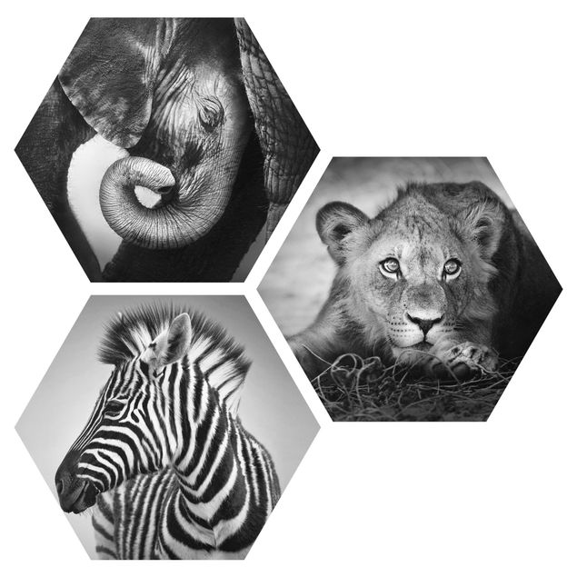 Obraz heksagonalny z Forex 3-częściowy - Zwierzęta dla niemowląt