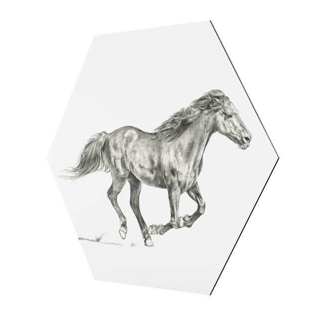 Czarno białe obrazy Badanie dzikich koni - klacz