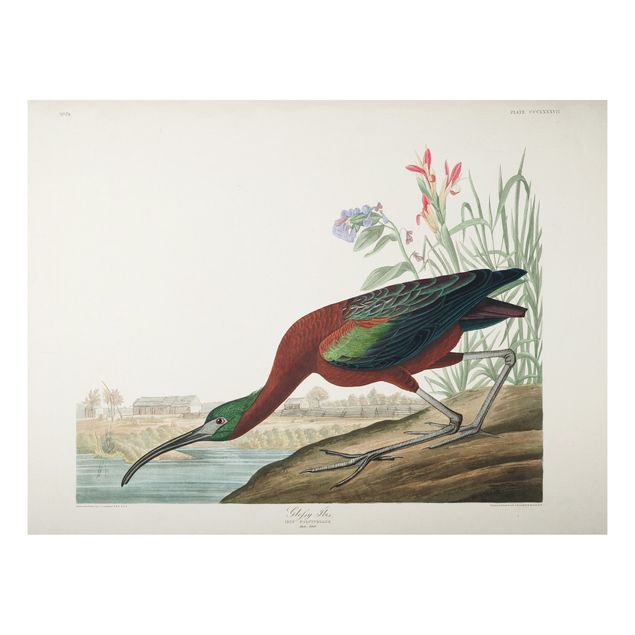 Nowoczesne obrazy do salonu Tablica edukacyjna w stylu vintage Brązowy ibis
