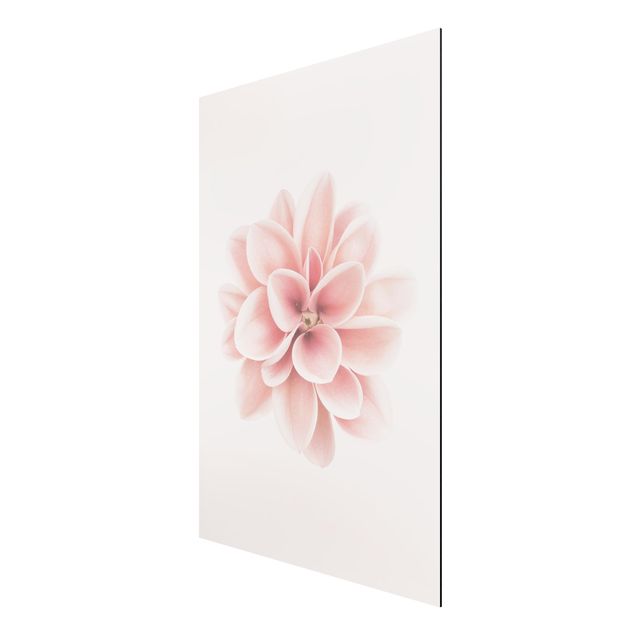 Obrazy nowoczesny Dahlia Różowy pastelowy kwiat centrowany