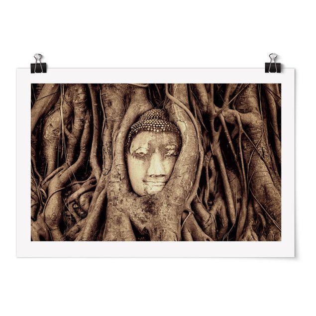 Obrazy drzewa Budda w Ayutthaya otoczony korzeniami drzew w kolorze brązowym