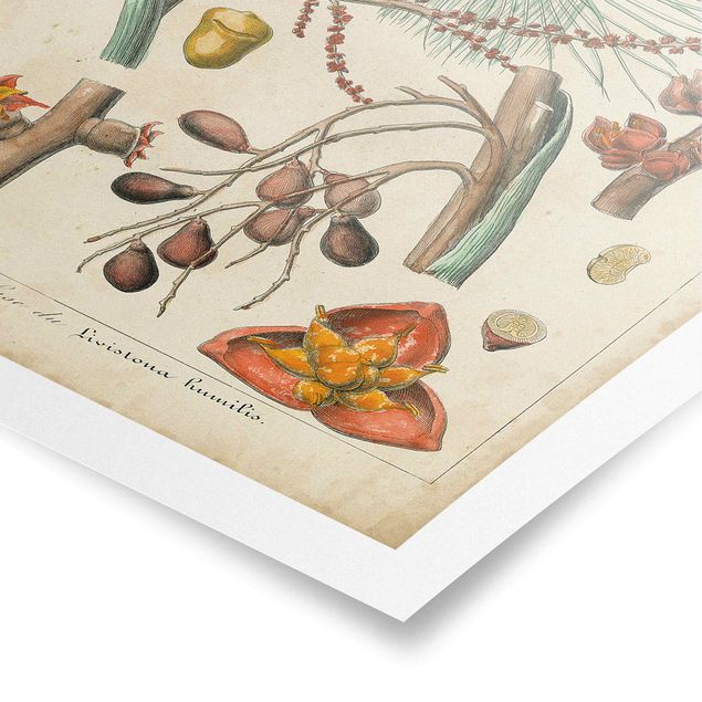 Obrazy kwiatowe Tablica edukacyjna w stylu vintage Palmy egzotyczne III