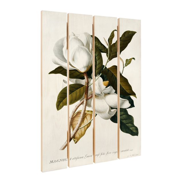 Obraz z drewna - Georg Dionysius Ehret - Magnolia