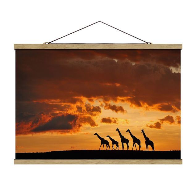 Obrazy na ścianę krajobrazy Pięć żyraf
