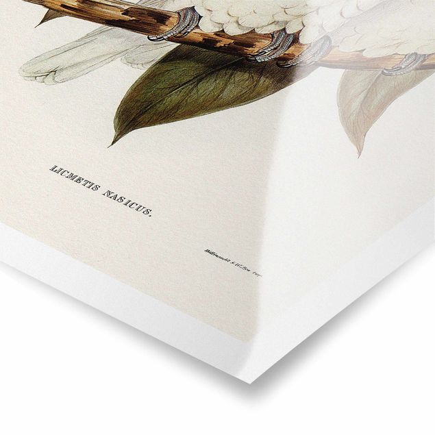 Obrazy kwiatowe Ilustracja w stylu vintage Biały kakadu