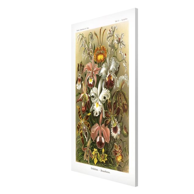 Obrazy do salonu nowoczesne Tablica edukacyjna w stylu vintage Orchidea