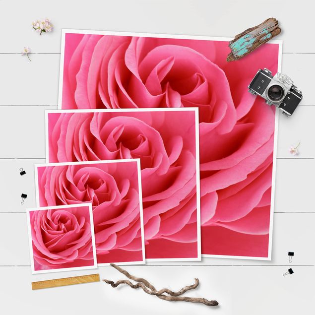 Plakat - Różowa róża pełna wdzięku