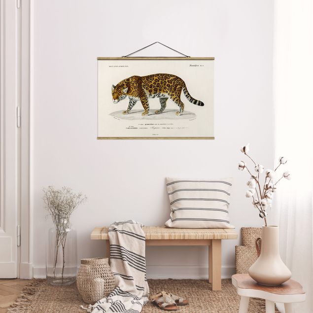 Obraz z kotem Tablica edukacyjna w stylu vintage Jaguar