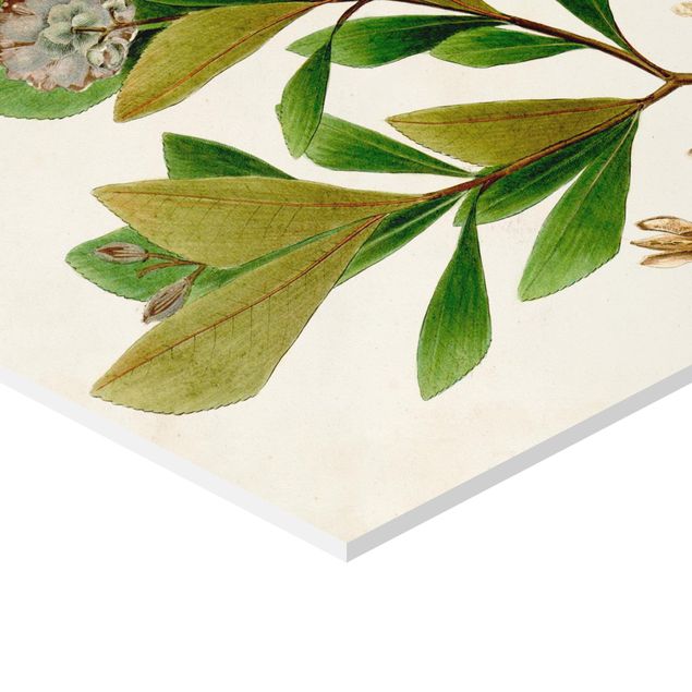 Obrazy Tablica poglądowa drzew liściastych V