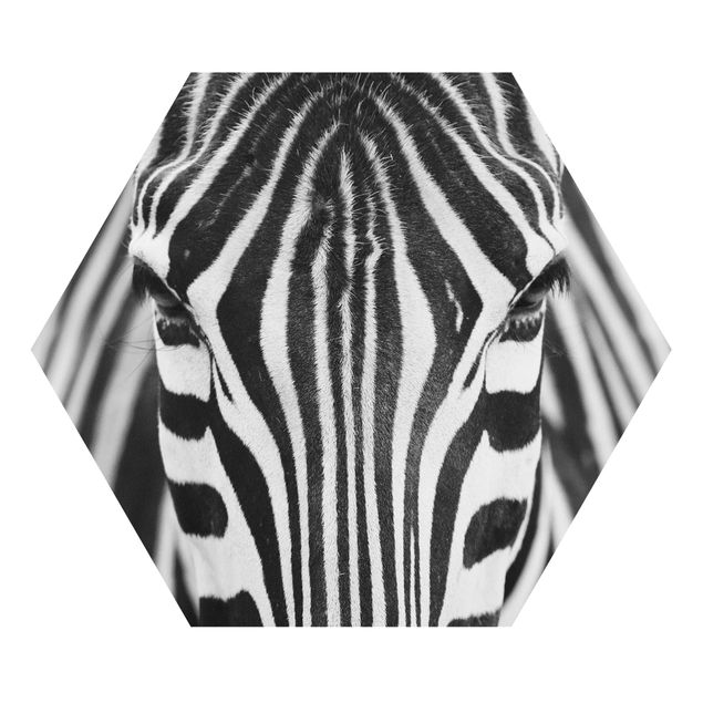 Obrazy afryka Zebra Look