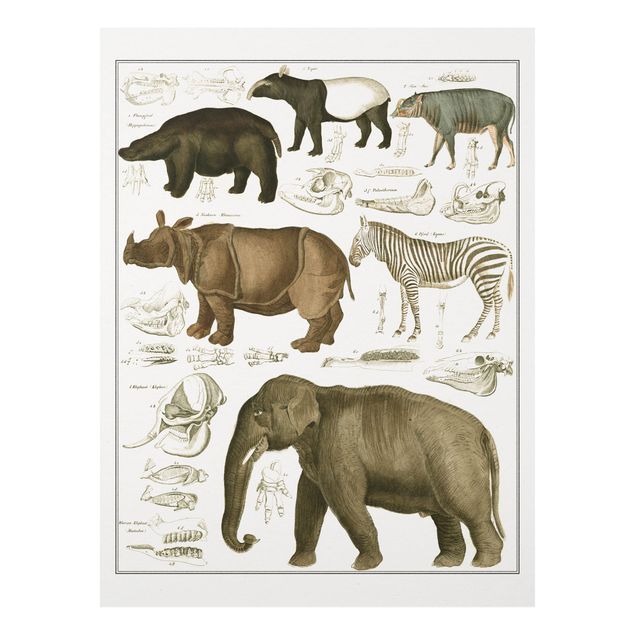 Nowoczesne obrazy do salonu Tablica edukacyjna w stylu vintage Słonie, zebry i nosorożce