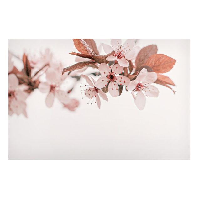 Obrazy do salonu Czułe kwiaty wiśni na gałęzi