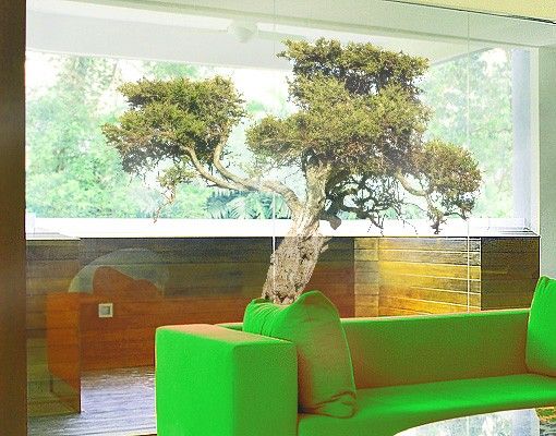 Folia okienna do salonu Drzewo oliwne