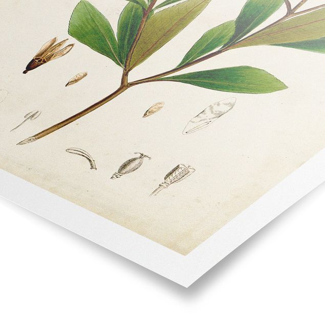 Obrazy retro Tablica poglądowa drzew liściastych V