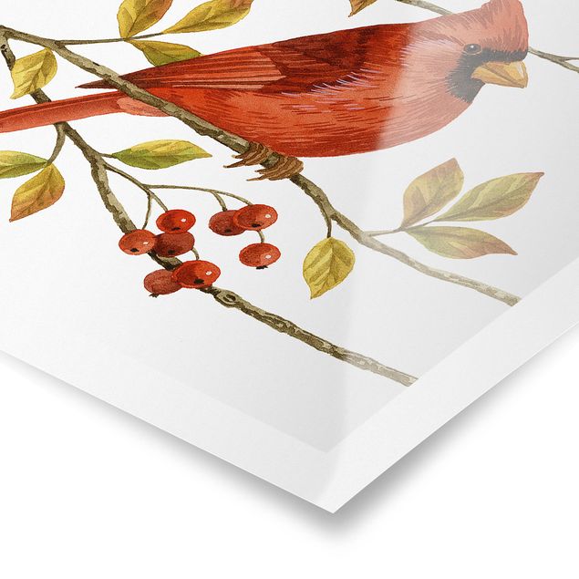 Obraz vintage Ptaki i jagody - Czerwony kardynał