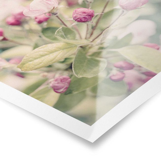 Obrazy z motywem kwiatowym Kwiat jabłoni bokeh różowy