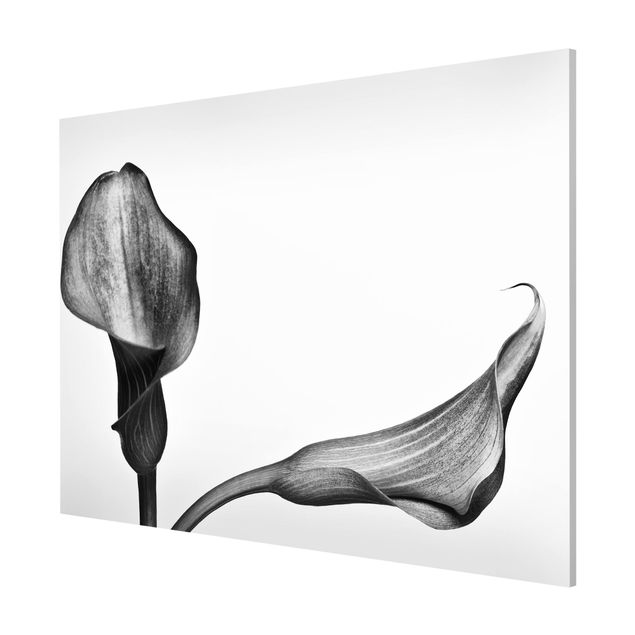 Obrazy nowoczesne Kalla Zbliżenie czarno-białe