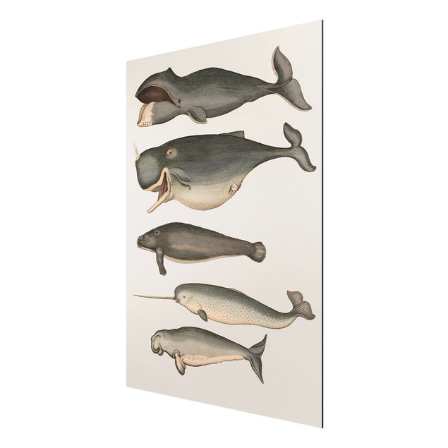 Zwierzęta obrazy Pięć wieloryby w stylu vintage