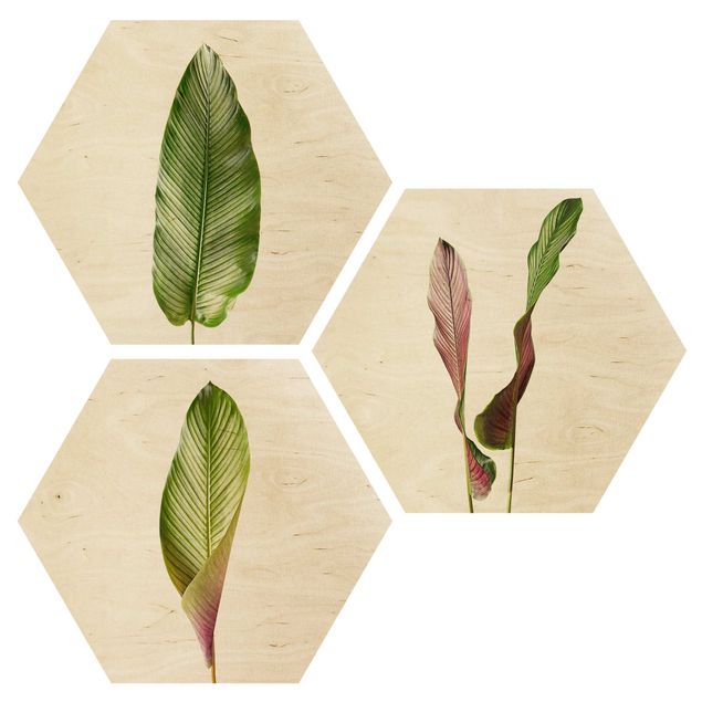 Obraz heksagonalny z drewna 3-częściowy - Duże liście Calathea-ornata