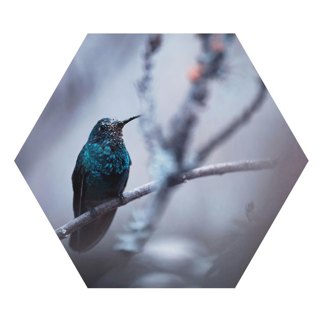 Obrazy pióra Koliber w zimie