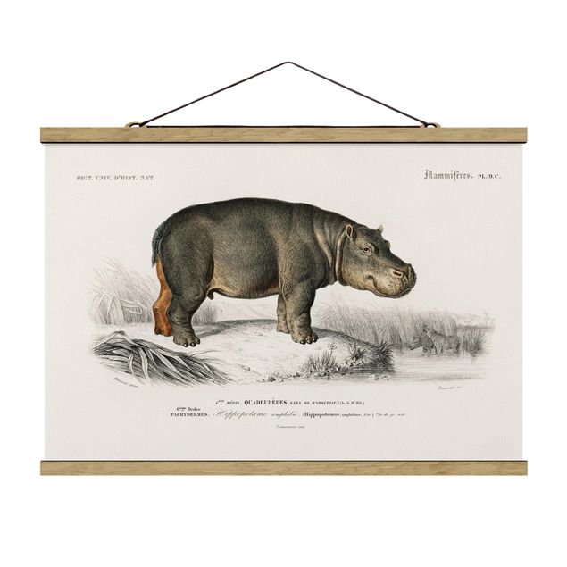 Obrazy krajobraz Tablica edukacyjna w stylu vintage Hipopotam