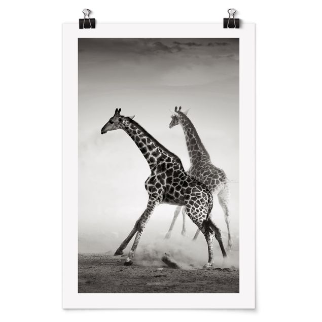 Zwierzęta obrazy Polowanie na żyrafę