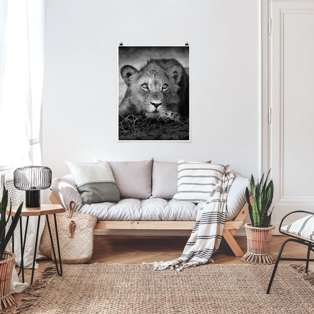 Nowoczesne obrazy do salonu Czające się lwiątko